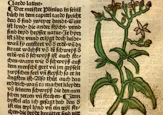 Phytotherapie
